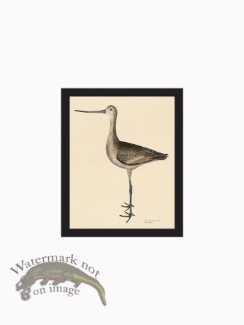 Rudbeck CFA_BF 300 M. Godwit